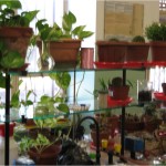 laboratorio di meristematica vegetale